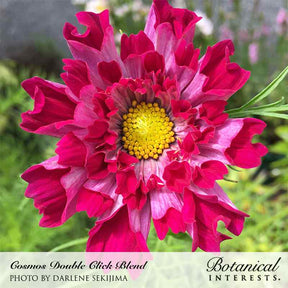 Botanical Interests, Inc. - Cosmos Double Click Blend Seeds