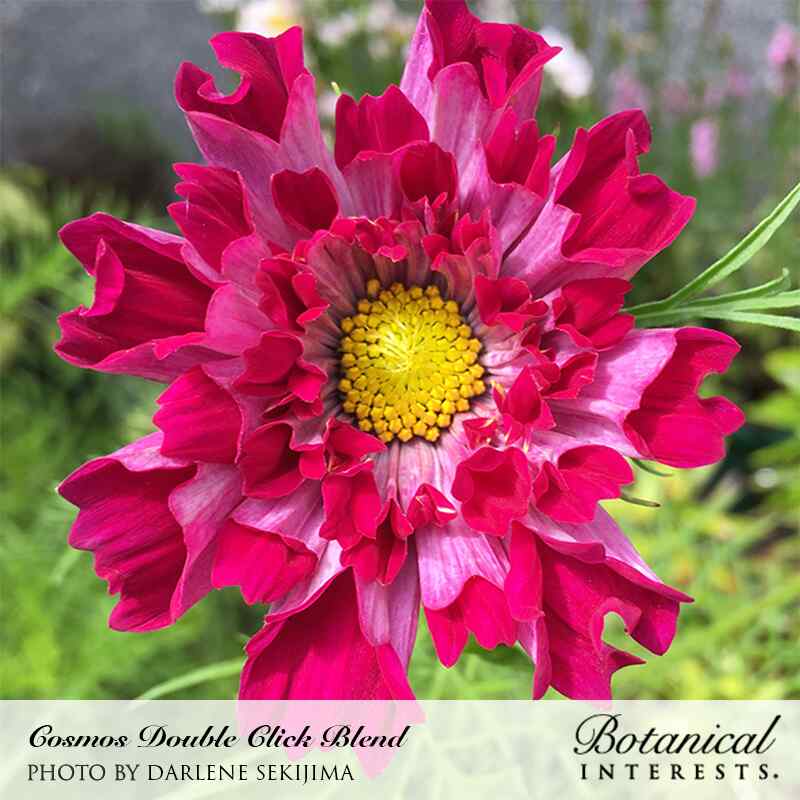 Botanical Interests, Inc. - Cosmos Double Click Blend Seeds