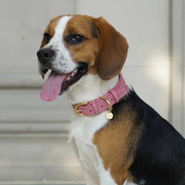 Pink | Full Grain Leather Dog Collar