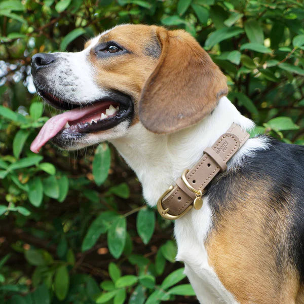 Beige | Full Grain Leather Dog Collar