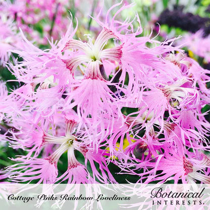Botanical Interests, Inc. - Cottage Pinks Rainbow Loveliness Seeds