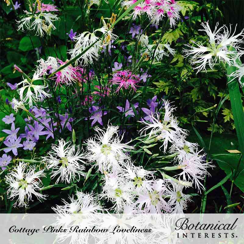 Botanical Interests, Inc. - Cover Crop Buckwheat Seeds