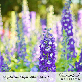 Pacific Giants Blend Delphinium Seeds