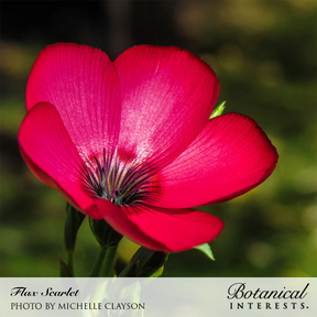 Botanical Interests, Inc. - Scarlet Flax Seeds