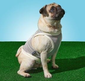 Dog Tank Brass Monkey People	Pleaser Gray