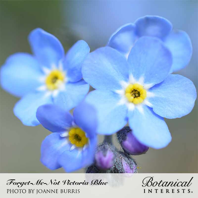 Victoria Blue Forget-Me-Not Seeds