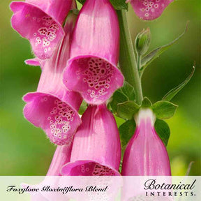 Botanical Interests, Inc. - Foxglove Gloxinia Flora Blend Seeds