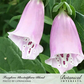 Botanical Interests, Inc. - Foxglove Gloxinia Flora Blend Seeds