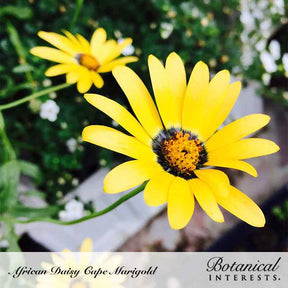 African Daisy Cape Marigold Seeds