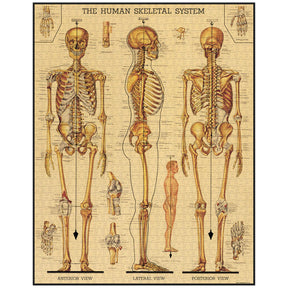 Cavallini & Co. - Puzzle Skeletal System