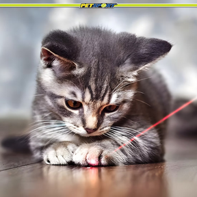 Petsport USA - Laser Chase Rechargeable Toy