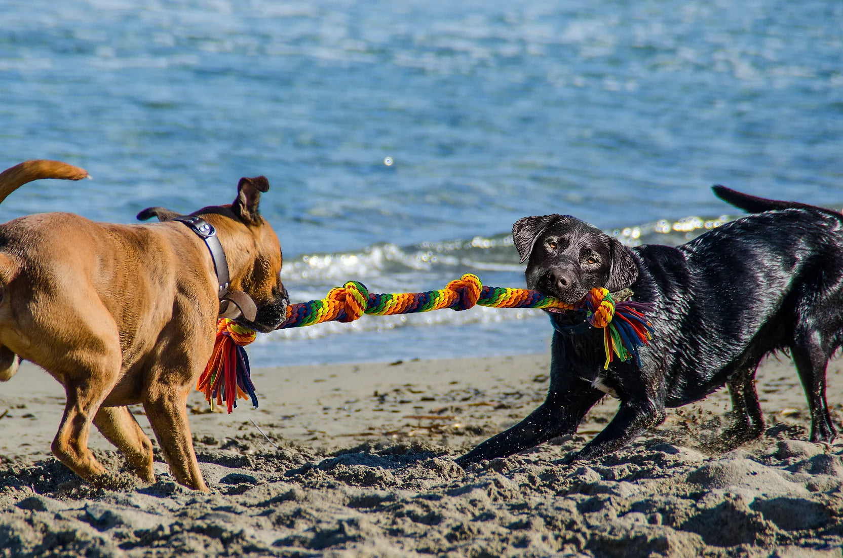 Petsport - Kaleidoscope Knot Tug 22" With Loop Handle