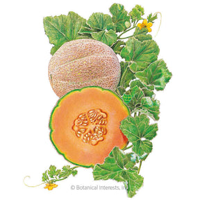 Botanical Interests, Inc. - Melon Hearts of Gold Cantaloupe Seeds