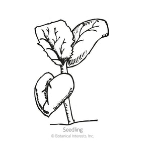 Botanical Interests, Inc. - Melon Hearts of Gold Cantaloupe Seeds