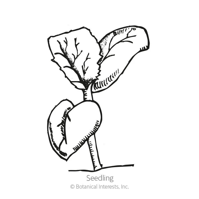 Botanical Interests, Inc. - Melon Hearts of Gold Cantaloupe Seeds