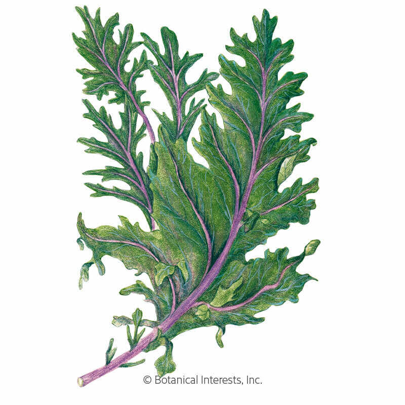 Botanical Interests, Inc. - Kale Red Russian Seeds - Southern Agriculture 