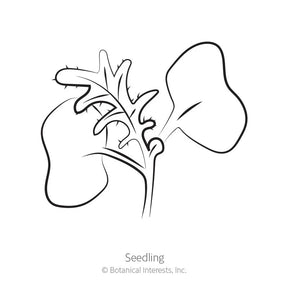 Botanical Interests, Inc. - Kale Red Russian Seeds - Southern Agriculture 