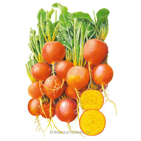 Botanical Interests, Inc. - Beet (Gold) Touchstone Gold Seeds