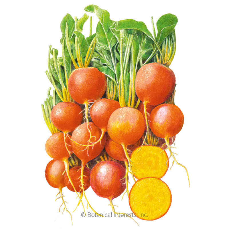 Botanical Interests, Inc. - Beet (Gold) Touchstone Gold Seeds