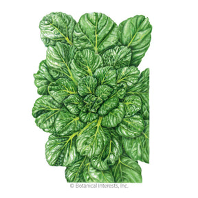 Botanical Interests, Inc. - Bok Choy Tatsoi Rosette Seeds - Southern Agriculture 