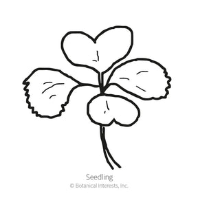 Botanical Interests, Inc. - Bok Choy Tatsoi Rosette Seeds - Southern Agriculture 