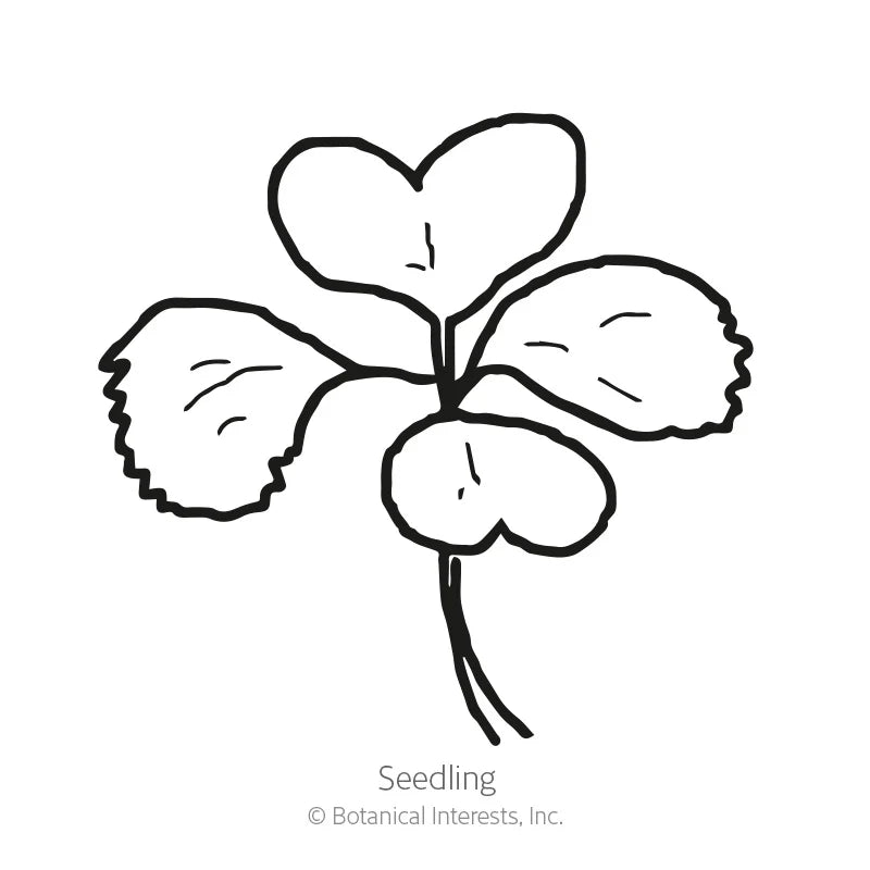 Botanical Interests, Inc. - Bok Choy Tatsoi Rosette Seeds - Southern Agriculture 