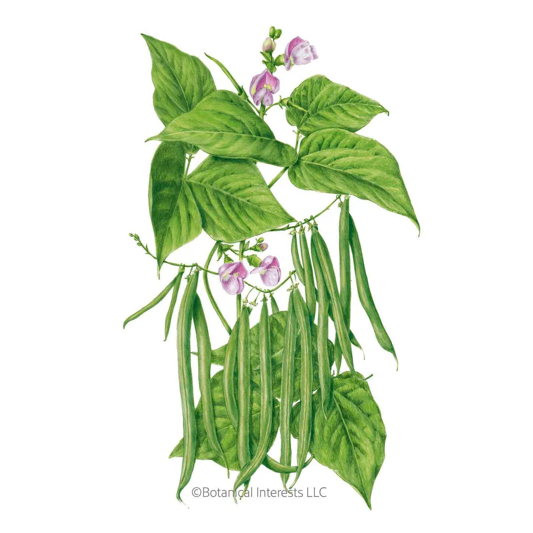 Botanical Interests, Inc. - Bean Bush (Green) Contender Seeds