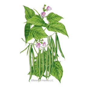 Botanical Interests, Inc. - Bean Bush (Green) Contender Seeds