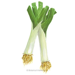 Botanical Interests, Inc. - King Richard Leek Seeds