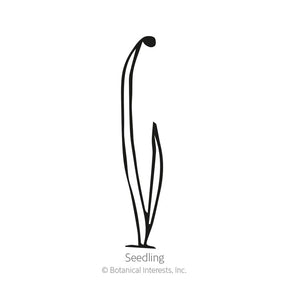 Botanical Interests, Inc. - King Richard Leek Seeds