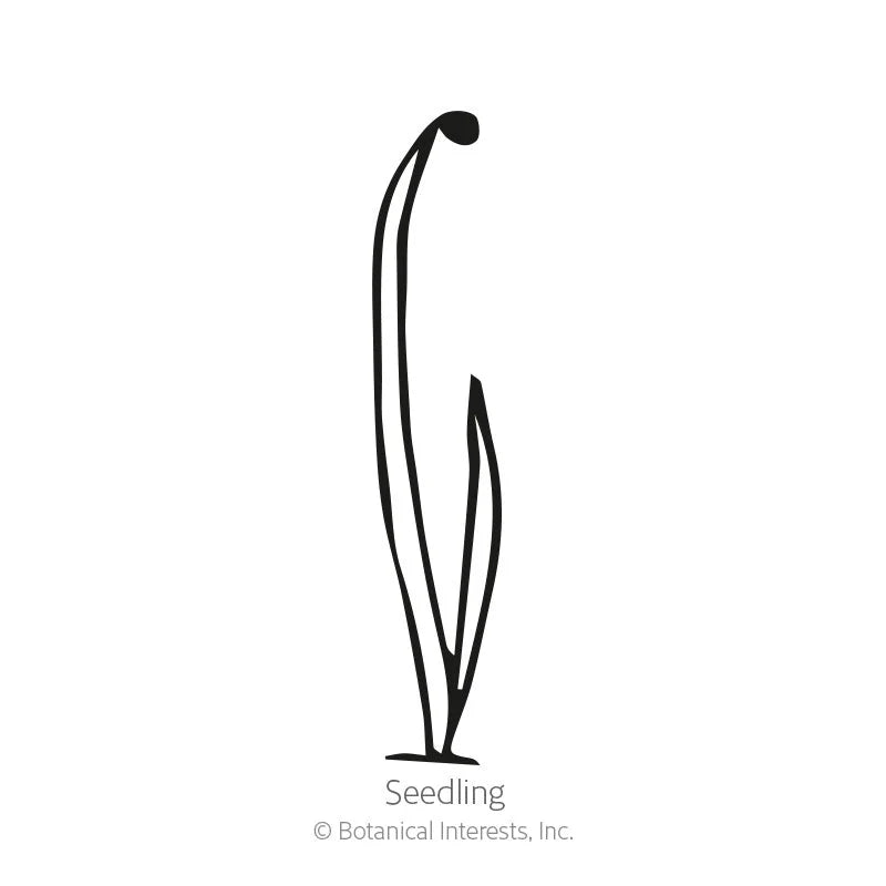 Botanical Interests, Inc. - King Richard Leek Seeds