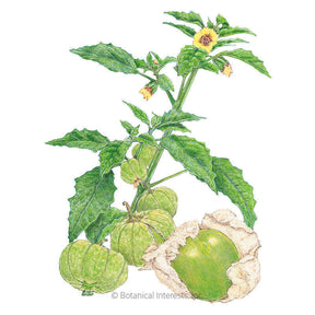 Botanical Interests, Inc. - Tomatillo Grande Rio Verde Seeds