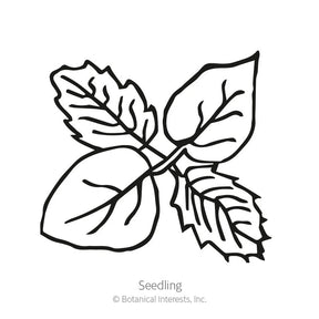 Botanical Interests, Inc. - Tomatillo Grande Rio Verde Seeds