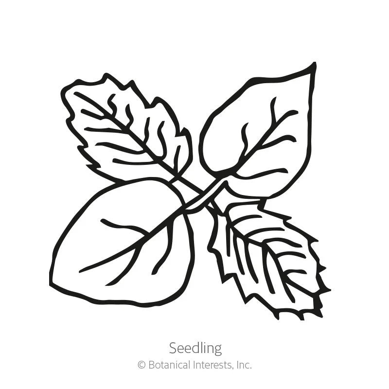 Botanical Interests, Inc. - Tomatillo Grande Rio Verde Seeds