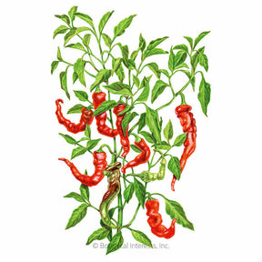 Botanical Interests, Inc. - Pepper Sweet Jimmy Nardello Seeds - Southern Agriculture 