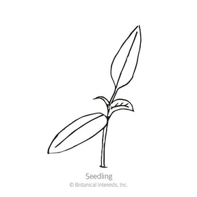 Botanical Interests, Inc. - Pepper Sweet Jimmy Nardello Seeds - Southern Agriculture 