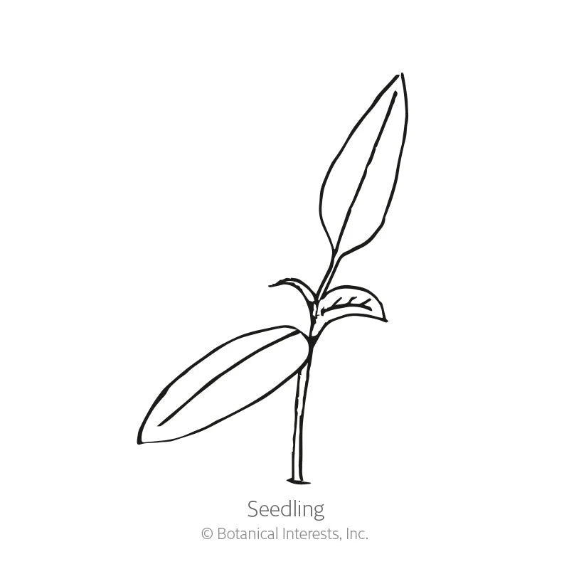 Botanical Interests, Inc. - Pepper Sweet Jimmy Nardello Seeds - Southern Agriculture 