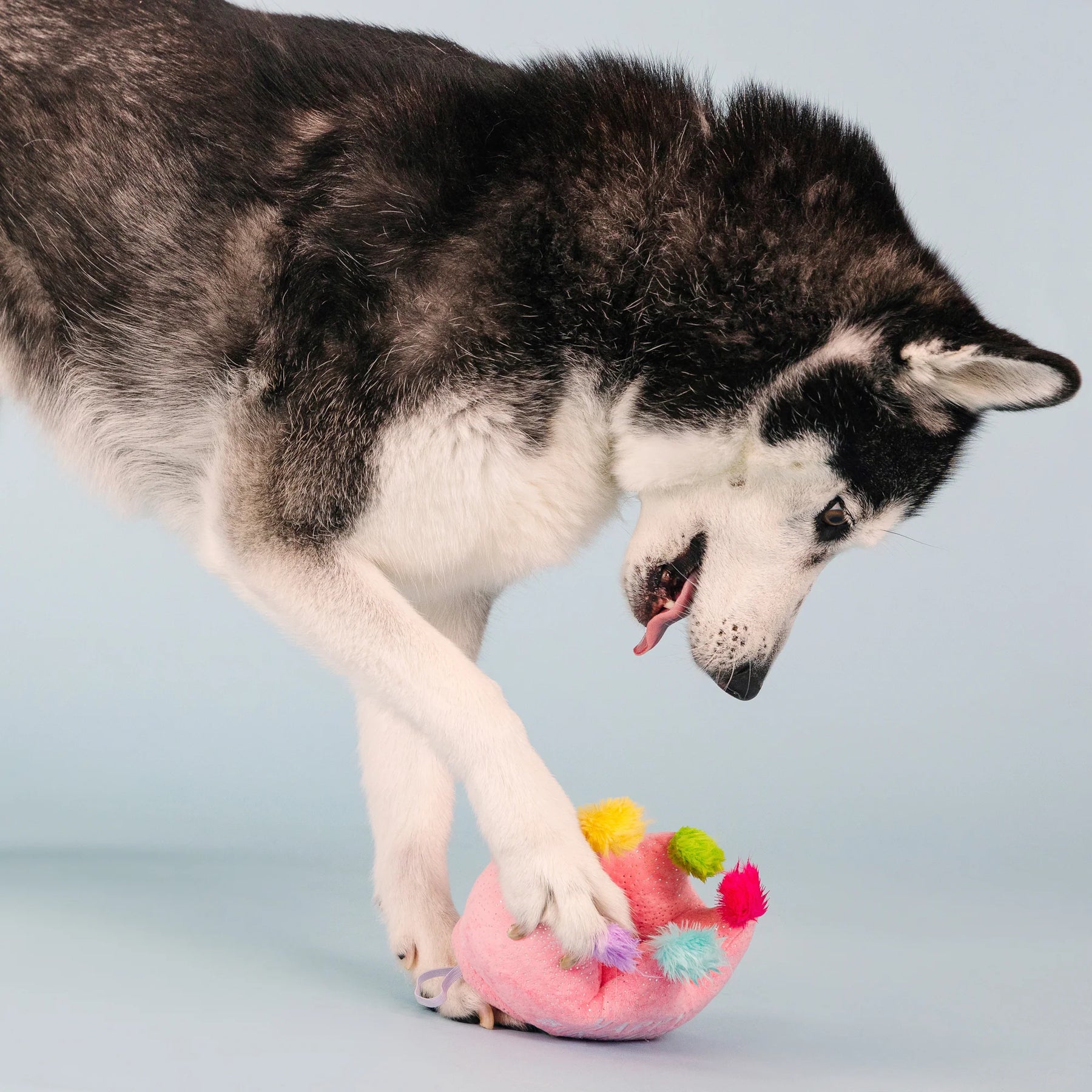 Petshop by Fringe Studio - Dog Toy If the Crown Fits - Southern Agriculture 