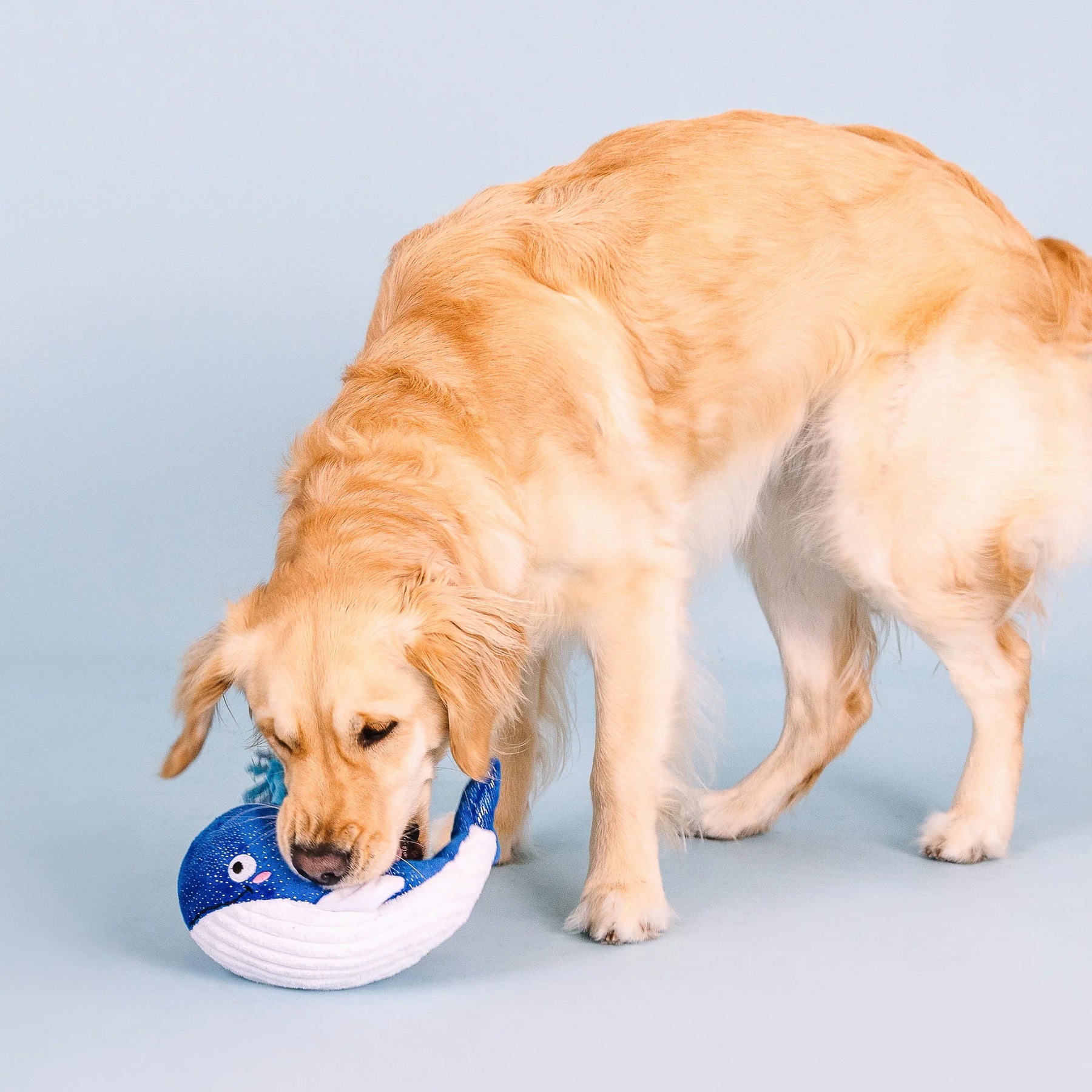 Petshop by Fringe Studio - Dog Toy WHALE, HELLO THERE