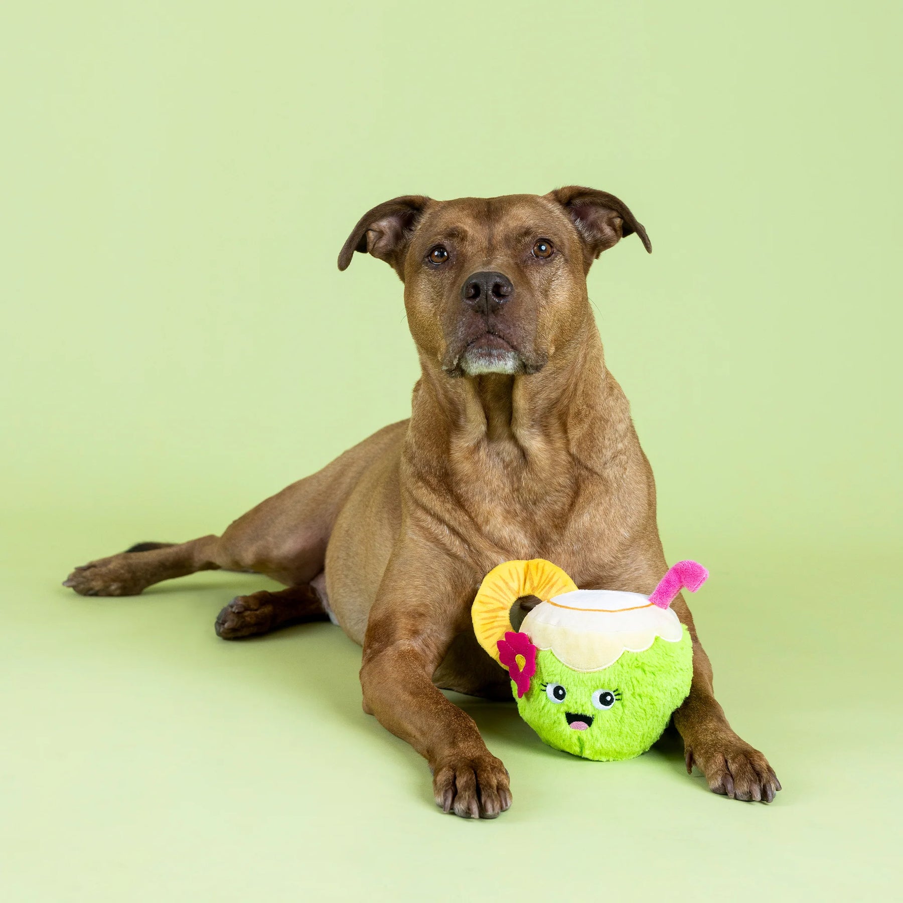 Petshop by Fringe Studio - Dog Toy Coc-Nuts About You