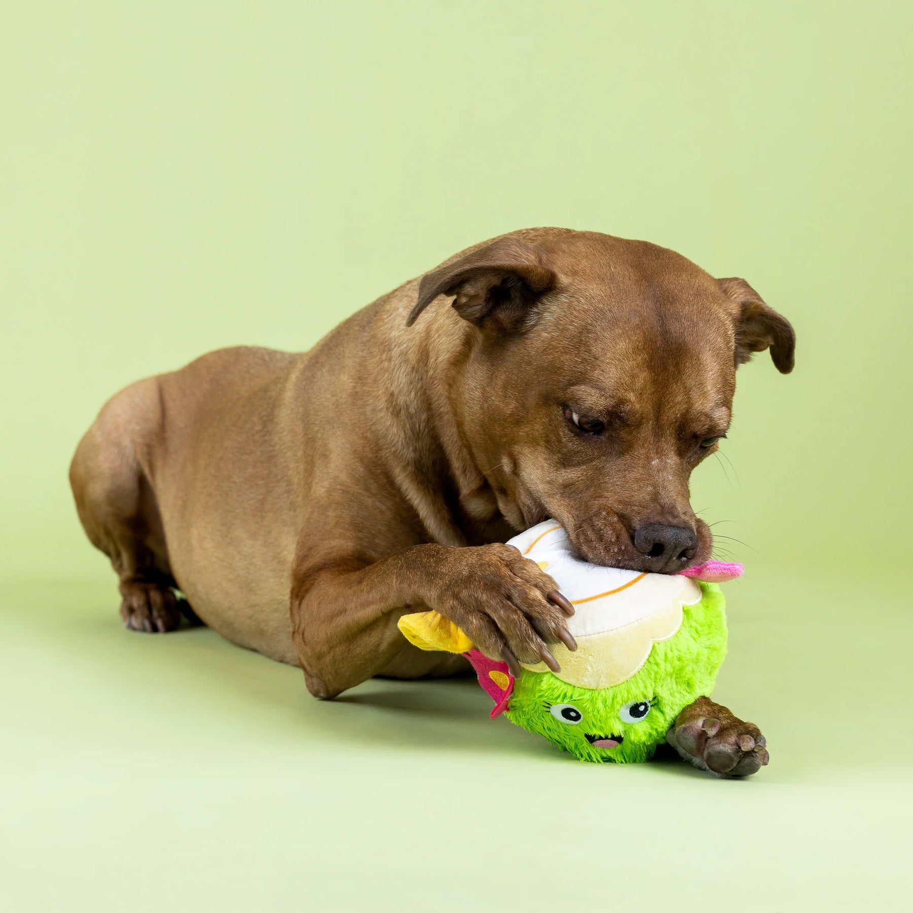 Petshop by Fringe Studio - Dog Toy Coc-Nuts About You