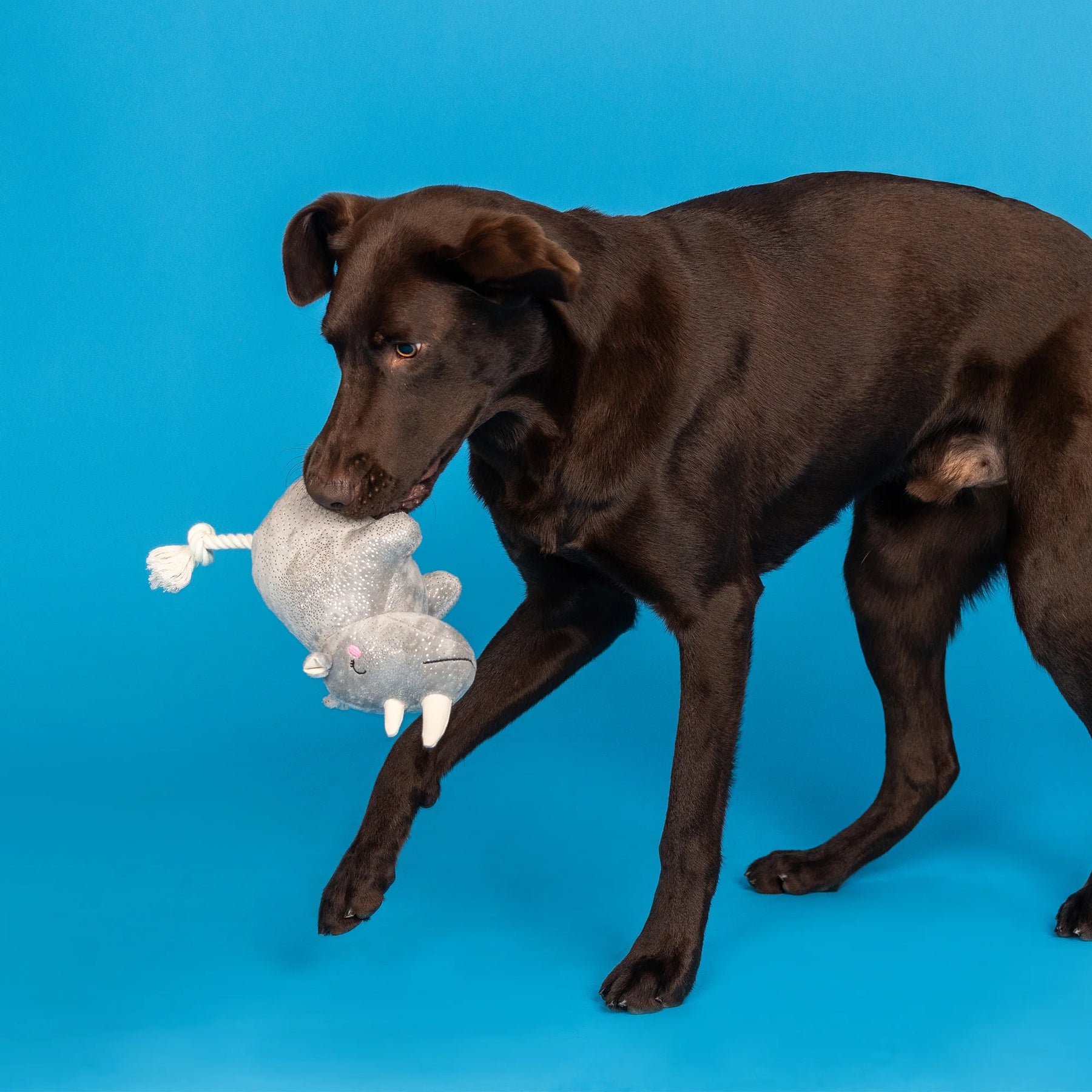 Petshop by Fringe Studio - Dog Toy Rhino You Want Me Plush