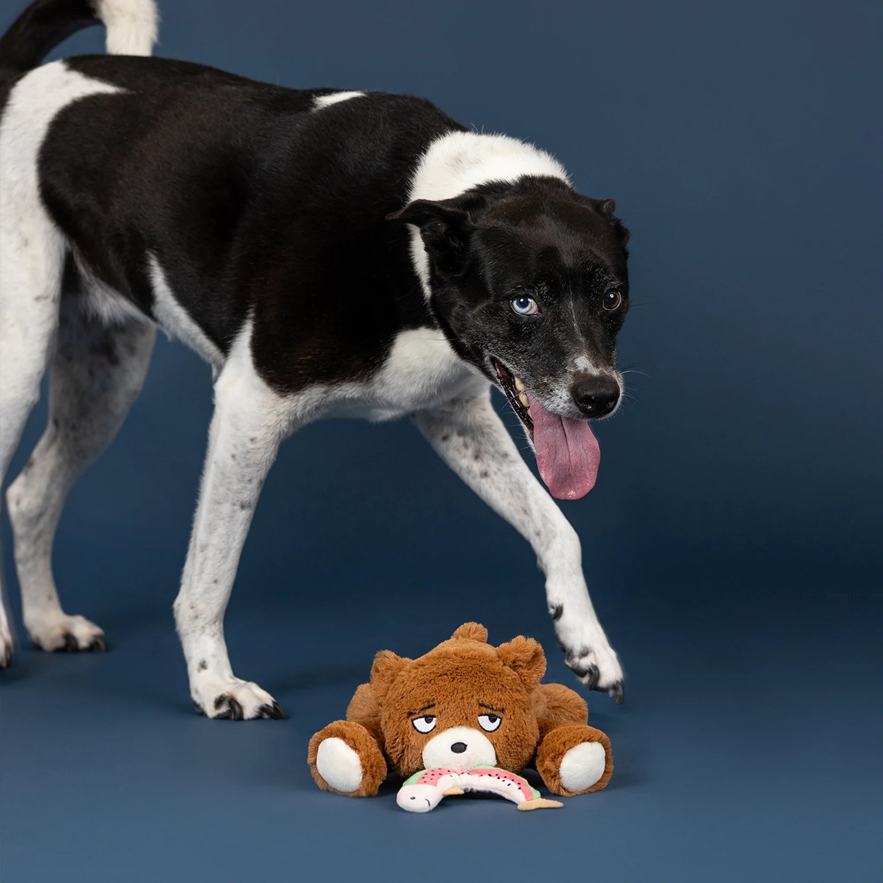 Petshop by Fringe Studio - Dog Toy The Bear Necessities