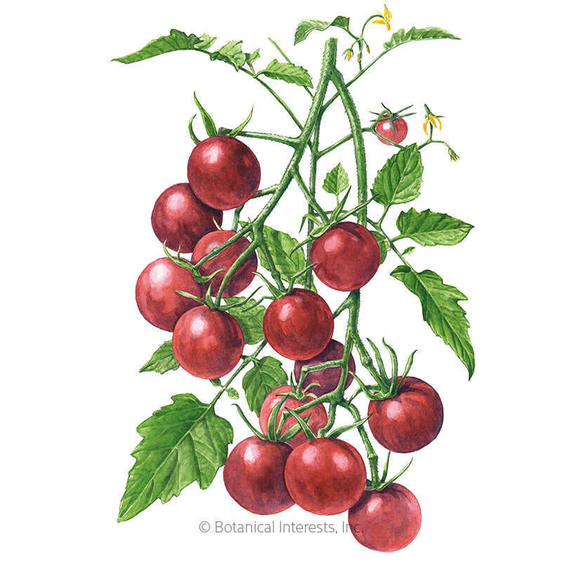 Botanical Interests, Inc. - Tomato Cherry Chocolate Organic Seeds