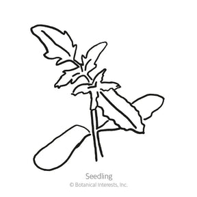 Botanical Interests, Inc. - Tomato Cherry Chocolate Organic Seeds