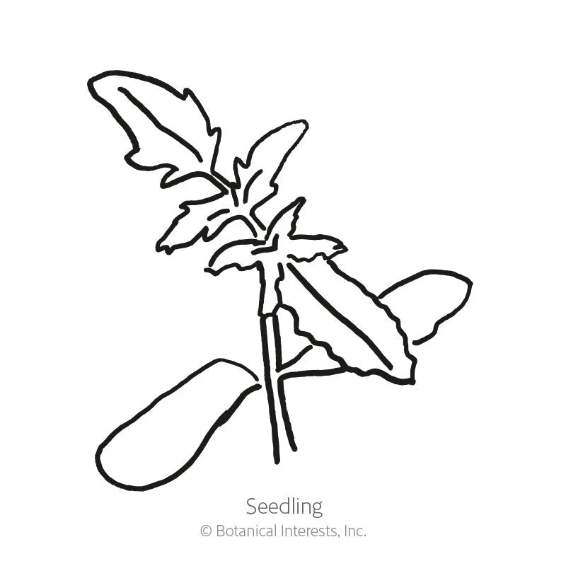 Botanical Interests, Inc. - Tomato Cherry Chocolate Organic Seeds