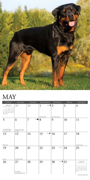 2024 Rottweilers Calendar