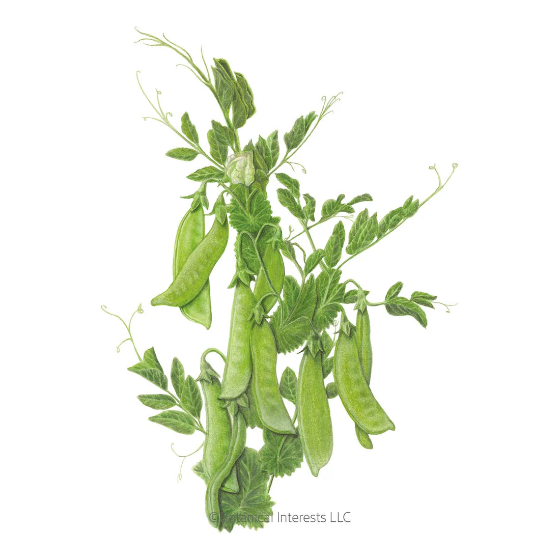 Botanical Interests, Inc. - Pea Snow Mammoth Melting Seeds - Southern Agriculture 