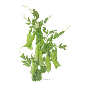 Botanical Interests, Inc. - Pea Snow Mammoth Melting Seeds - Southern Agriculture 