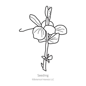 Botanical Interests, Inc. - Pea Snow Mammoth Melting Seeds - Southern Agriculture 